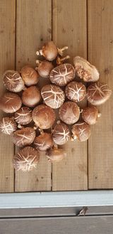 팜모닝 버섯·일상 게시글 이미지