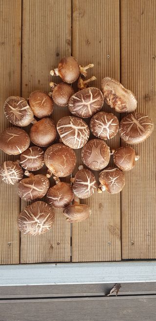 김미옥님의 버섯 · 일상 작성글 사진