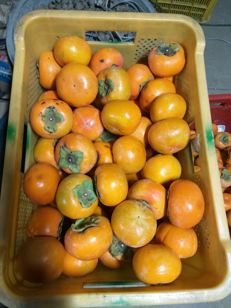 장터 상품 [단감 비품 10키로(50개 전후) 19000원] 썸네일