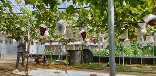 도기백님의 포도 · 자유게시판 작성글 사진