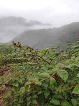 팜모닝 두릅·병해충상담 게시글 이미지