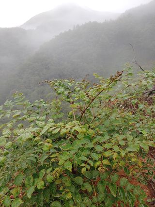 김명기님의 두릅 · 병해충상담 작성글 사진