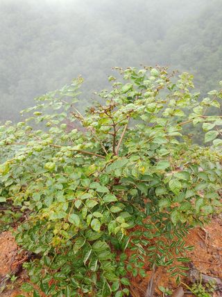 김명기님의 두릅 · 병해충상담 작성글 사진