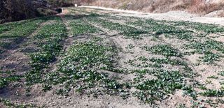 푸른오이님의 시금치 · 수확 작성글 사진