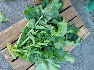 차성우 님의 기타작물 · 병해충상담 작성글 사진