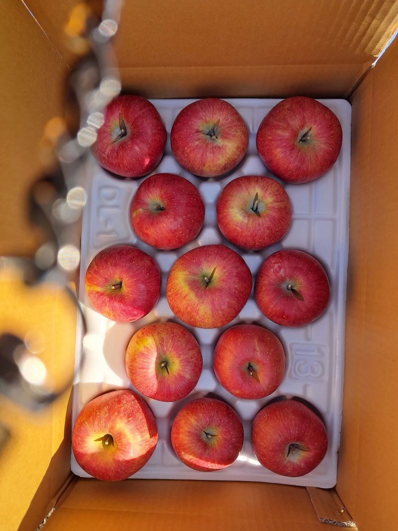 장터 상품 [사과 부사 부사10k35000원  지금까지 키로넘치게  보내고 있어요   사과즙 50포 한박스20000 원(] 썸네일