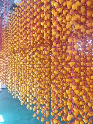 사과와곶감님의 감 · 자유게시판 작성글 사진