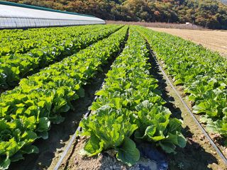 김권수님의 배추 · 결구기 농작업 작성글 사진