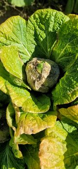 팜모닝 배추·병해충상담 게시글 이미지