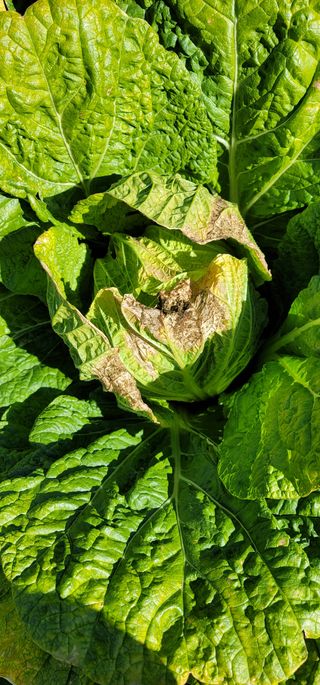 갈대님의 배추 · 병해충상담 작성글 사진