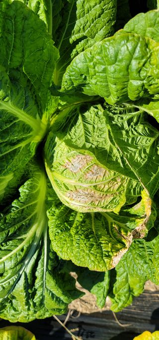 갈대님의 배추 · 병해충상담 작성글 사진