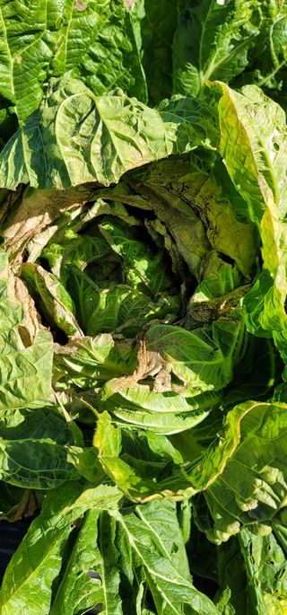 갈대님의 배추 · 병해충상담 작성글 사진