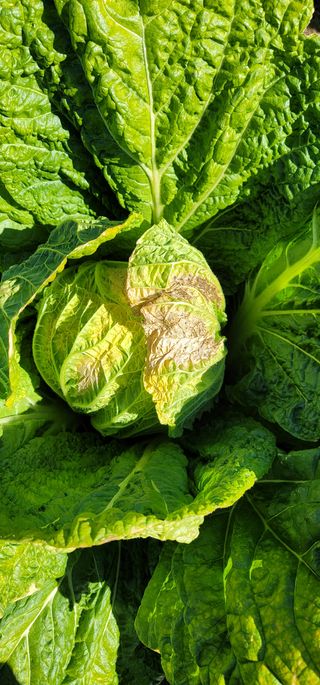 갈대님의 배추 · 병해충상담 작성글 사진