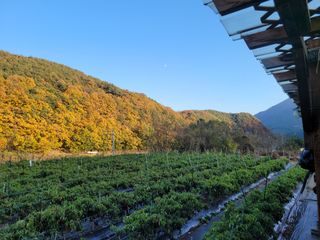 정규산청농부님의 고추 · 수확 작성글 사진