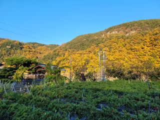 정규산청농부님의 고추 · 수확 작성글 사진