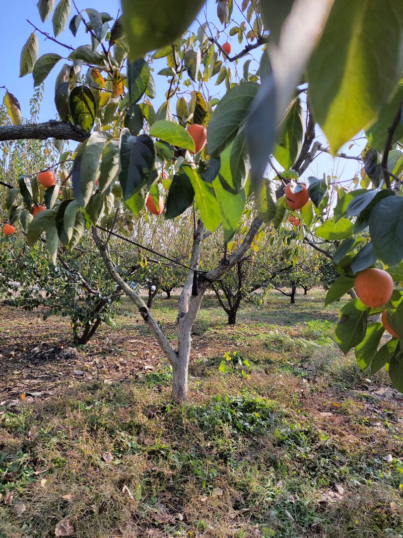 정완희 님의 장터 판매 상품 [차령단감.진영단감.대봉판매 단감10키로에20000대봉10키로에30000] 첨부 사진