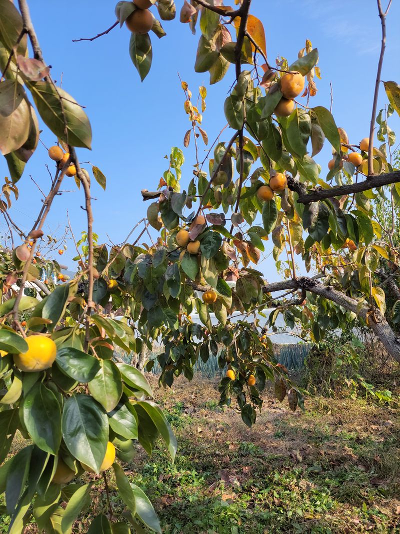 장터 상품 [차령단감.진영단감.대봉판매 단감10키로에20000대봉10키로에30000] 썸네일