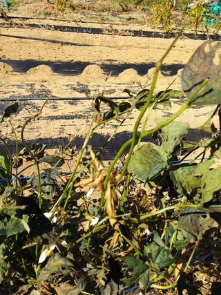 초보굴백이님의 콩 · 자유게시판 작성글 사진