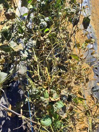 초보굴백이님의 콩 · 자유게시판 작성글 사진