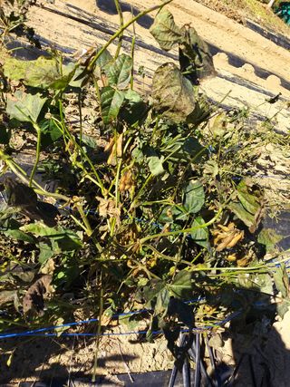 초보굴백이님의 콩 · 자유게시판 작성글 사진