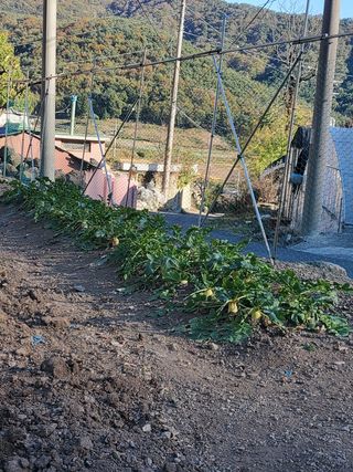 김윤철님의 배추 · 일상 작성글 사진