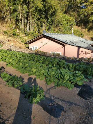 김윤철님의 배추 · 일상 작성글 사진
