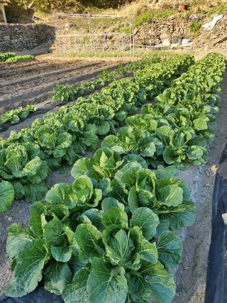 김윤철님의 배추 · 일상 작성글 사진