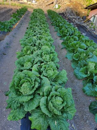 김윤철님의 배추 · 일상 작성글 사진