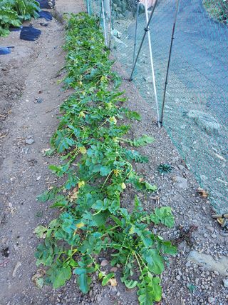 김윤철님의 배추 · 일상 작성글 사진
