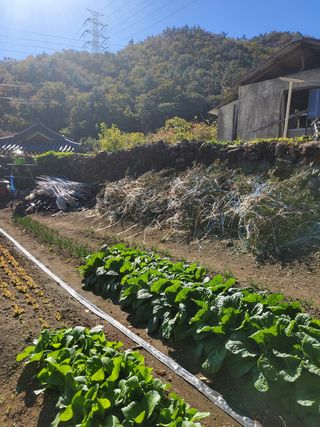 김윤철님의 배추 · 일상 작성글 사진