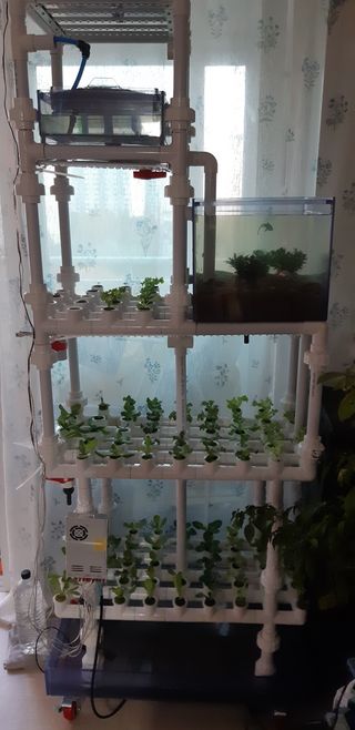 김기영님의 상추 · 자유게시판 작성글 사진