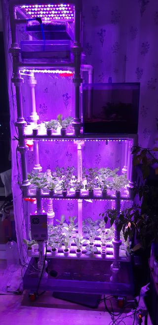 김기영님의 상추 · 자유게시판 작성글 사진