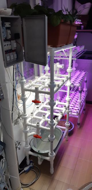 김기영님의 상추 · 자유게시판 작성글 사진