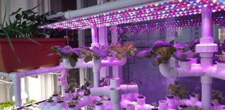 김기영님의 상추 · 자유게시판 작성글 사진