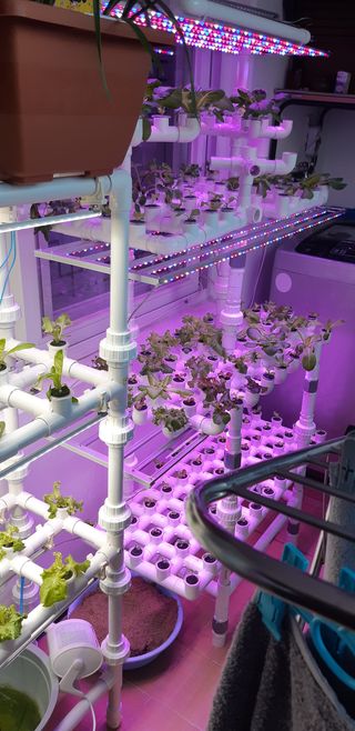 김기영님의 상추 · 자유게시판 작성글 사진