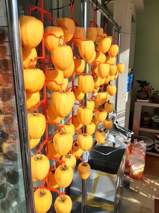 땅끝해남님의 감 · 자유게시판 작성글 사진