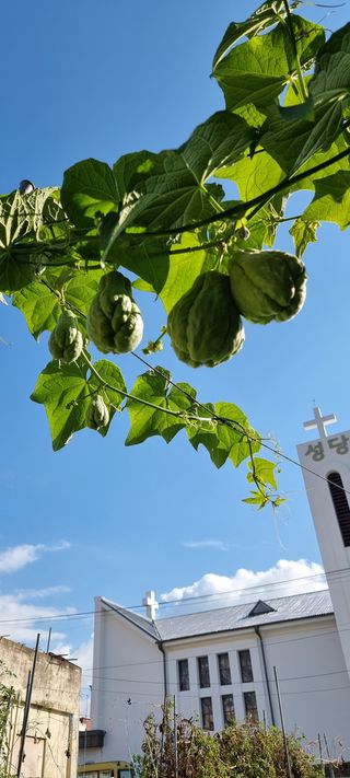 김금순자연산약초님의 기타작물 · 자유게시판 작성글 사진