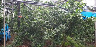 땅비단님의 감 · 병해충상담 작성글 사진