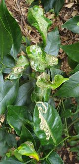 팜모닝 감·병해충상담 게시글 이미지