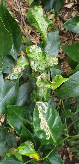 땅비단님의 감 · 병해충상담 작성글 사진