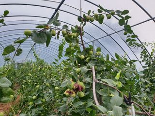 문경산북,최만석님의 기타작물 · 병해충상담 작성글 사진