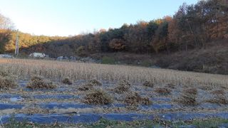 아리랑님의 콩 · 자유게시판 작성글 사진