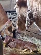 팜모닝 기타작물·자유게시판 게시글 이미지