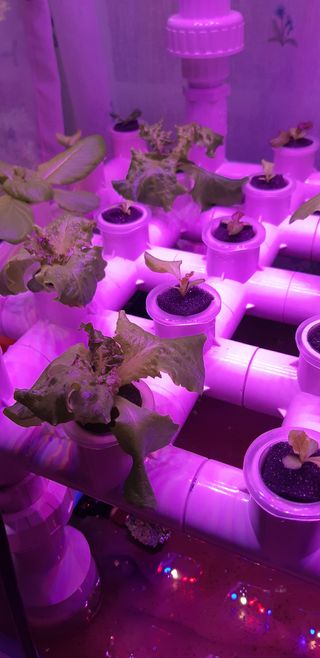 김기영님의 상추 · 병해충상담 작성글 사진