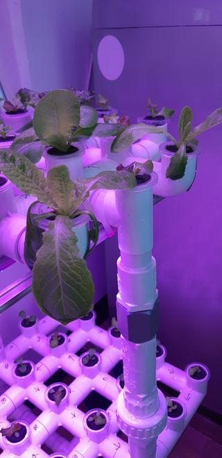 김기영님의 상추 · 병해충상담 작성글 사진