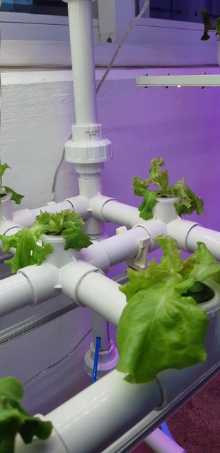 김기영님의 상추 · 병해충상담 작성글 사진