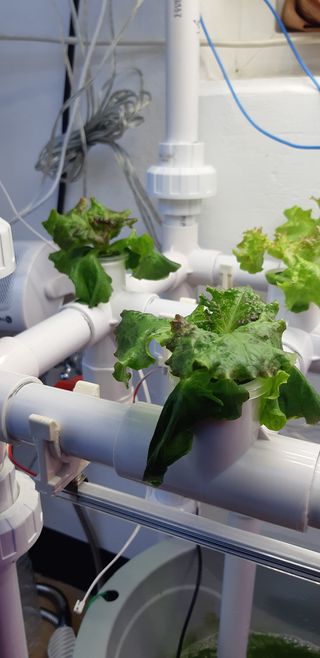 김기영님의 상추 · 병해충상담 작성글 사진