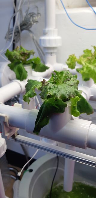 김기영님의 상추 · 병해충상담 작성글 사진