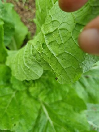 소오리님의 배추 · 병해충상담 작성글 사진