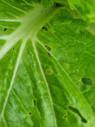 소오리님의 배추 · 병해충상담 작성글 사진